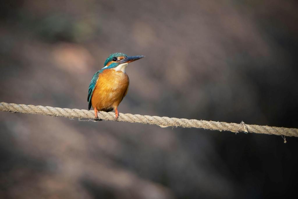 鳥瞰図で楽しむ多摩川の源流から河口まで